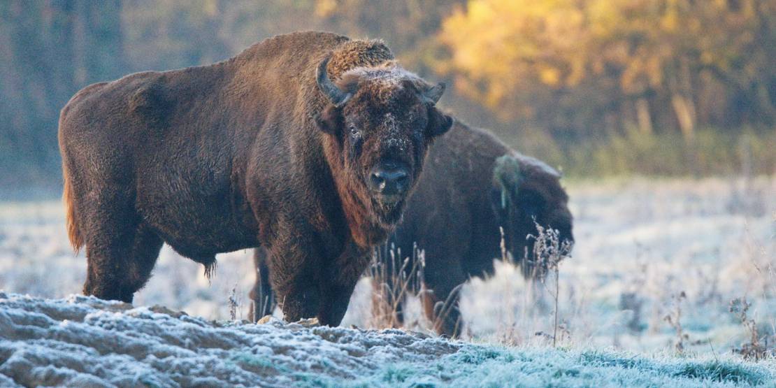 Tiere im winterlichen Wisentgehege Springe